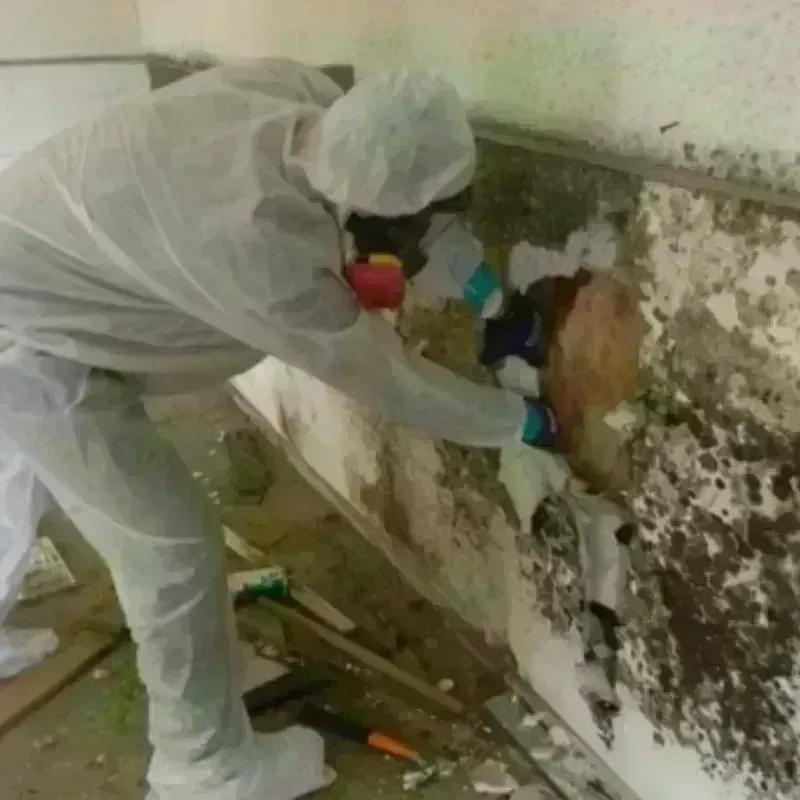 Mold Remediation and Removal in Erie, CO